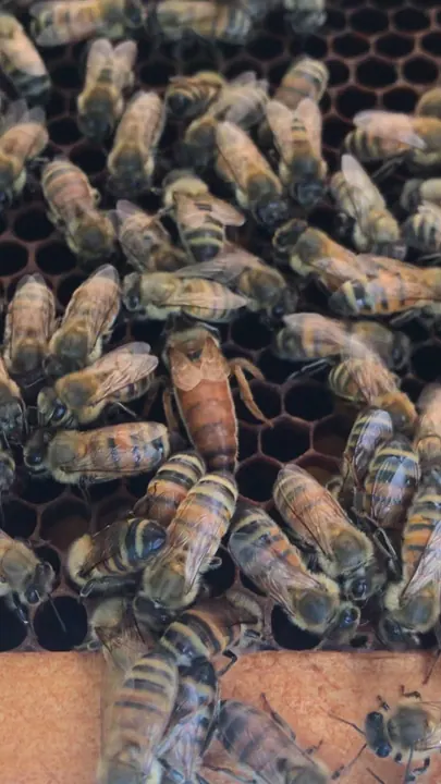 Worker bees clustered on honeycomb