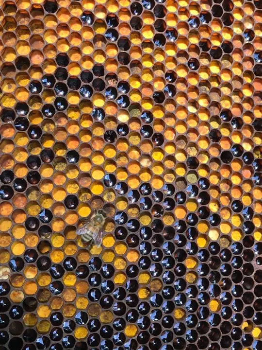 Colorful pollen stored in honeycomb cells