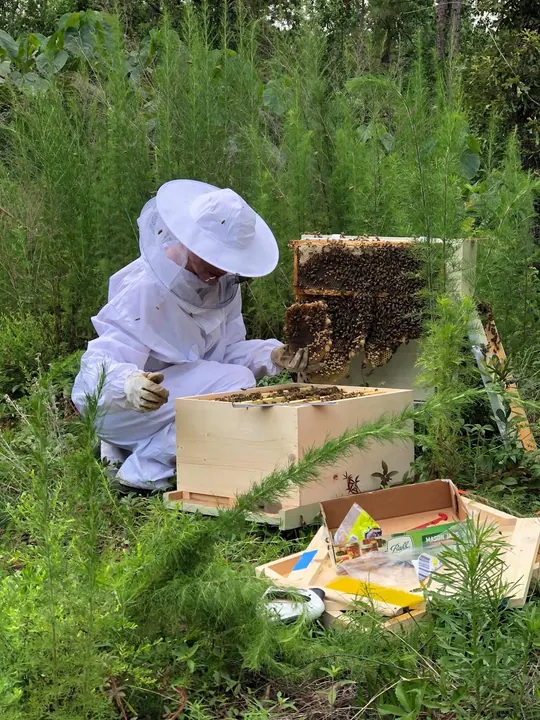 Beekeeper inspecting an open hive box