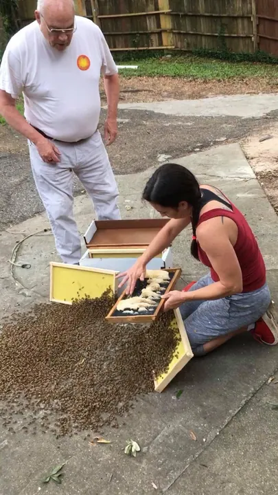 Hive check on a sidewalk with an open bee box
