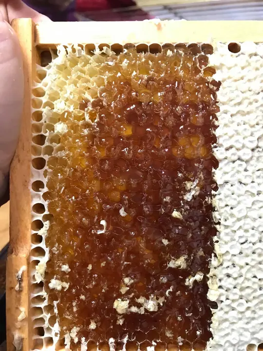Honeycomb frame filled with capped comb